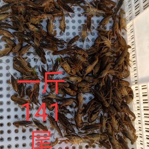 安乡县小龙虾苗 成品虾，四钱到一两五能用