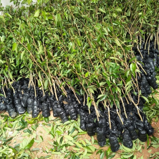灵山县无核荔枝苗