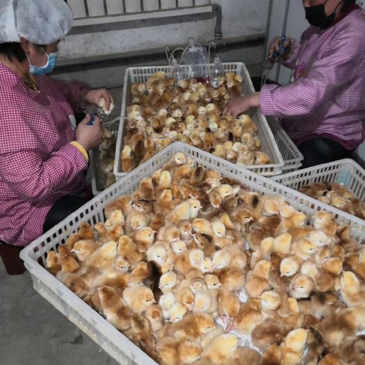 会宁县瑶鸡苗  红玉王