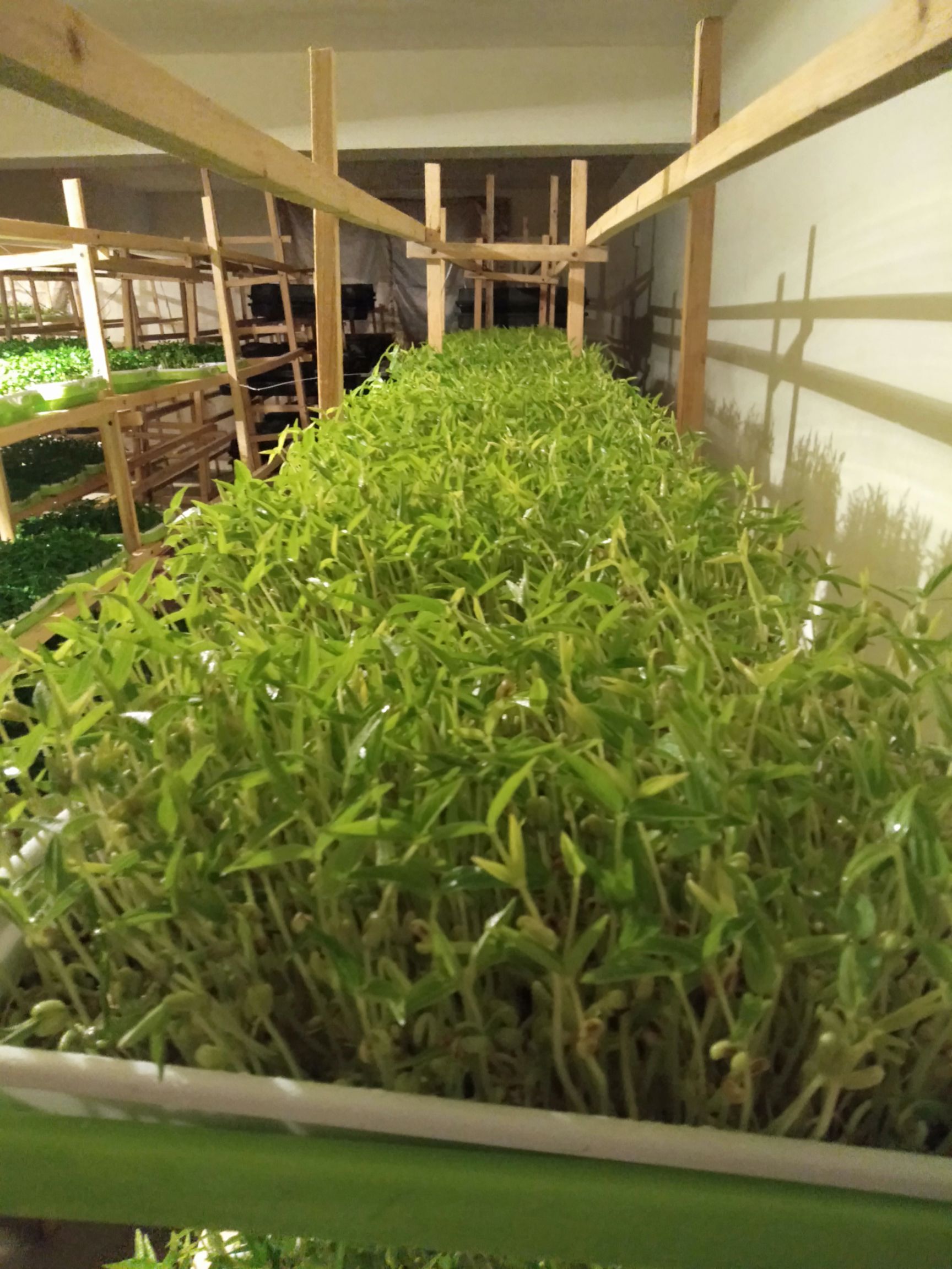 油葵芽 人工种植 5-10cm 