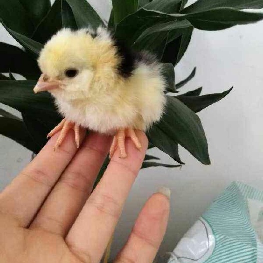 南宁贵妃鸡鸡苗 统货 贵妃鸡苗