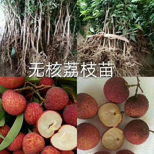 灵山县无核荔枝苗 