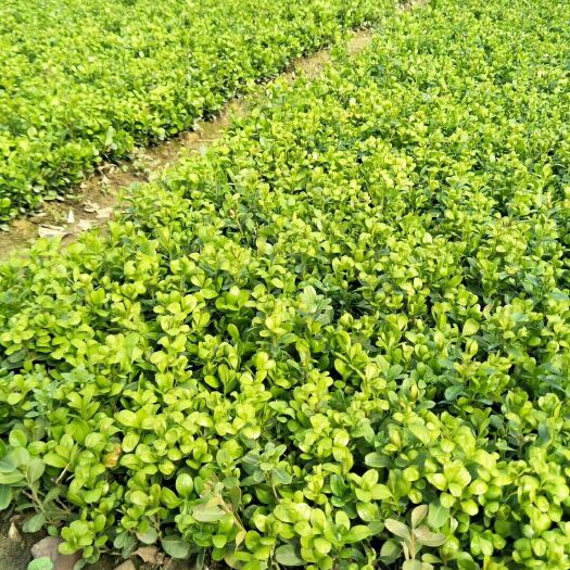 新沂市小叶黄杨苗