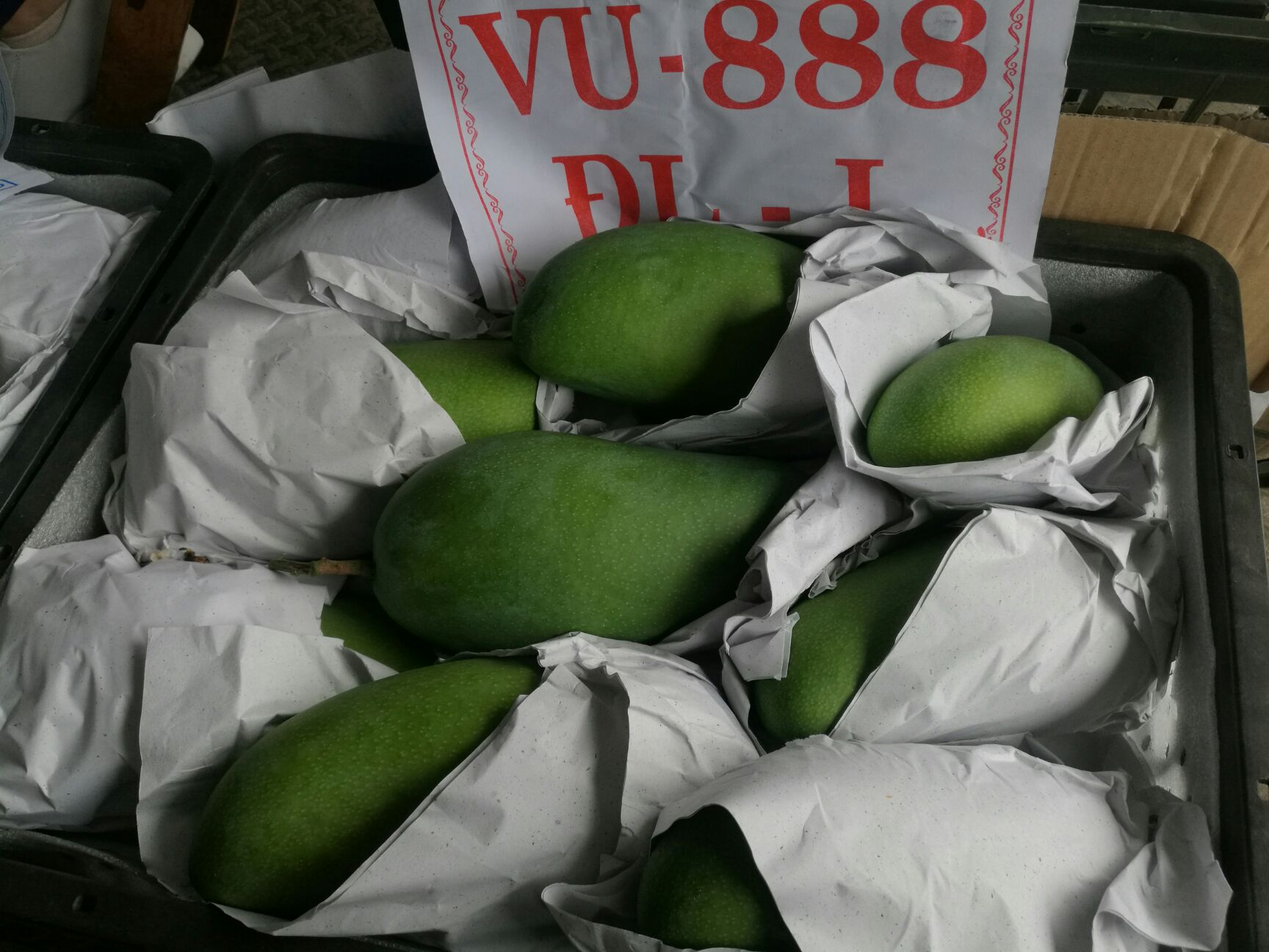 越南青芒 8两以上 