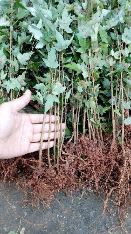 九江三角枫小苗 一年生三角枫树苗  50高三角枫苗三角枫种子现货