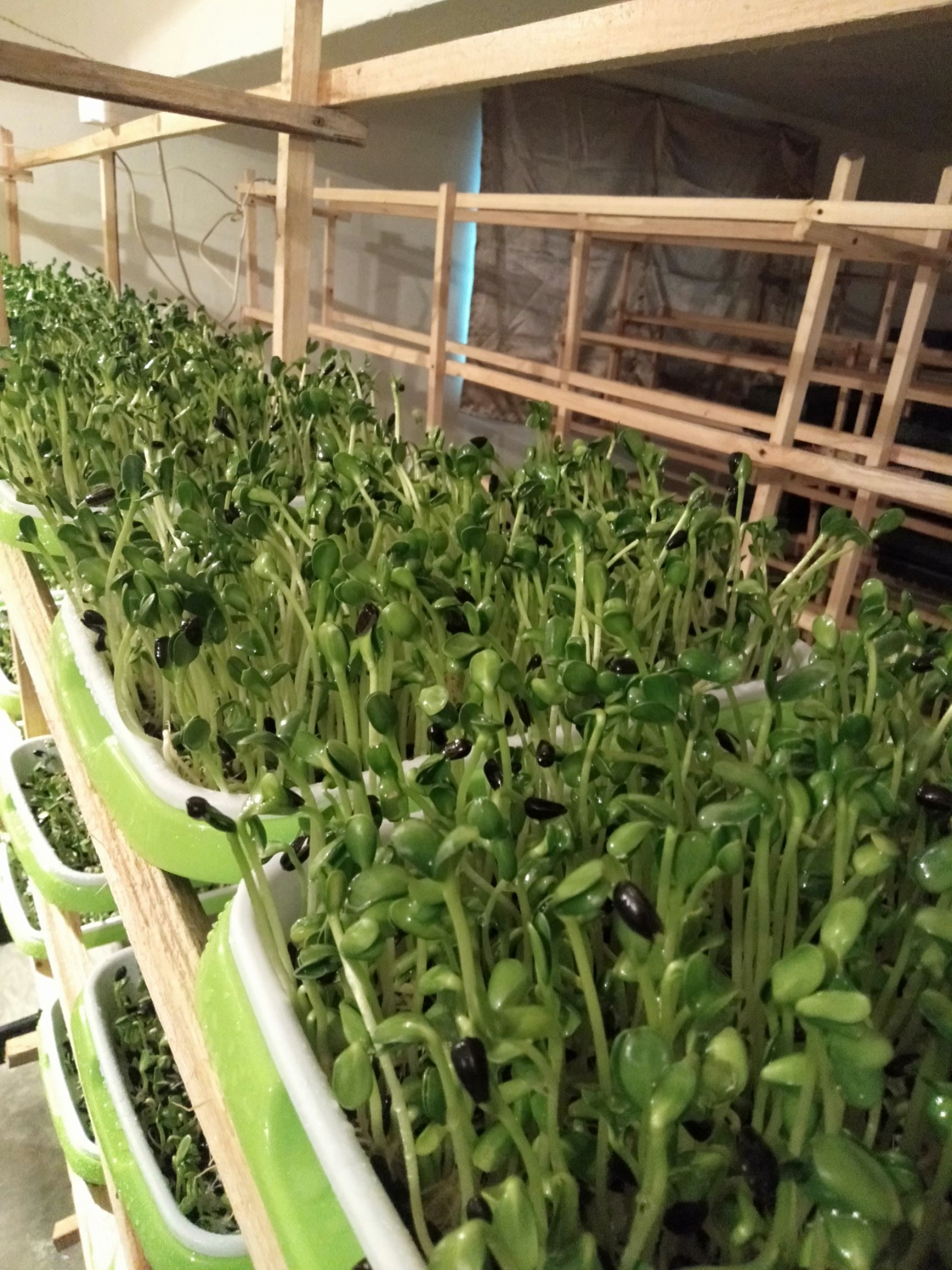 油葵芽 人工种植 5-10cm 