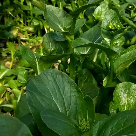 上海广州菜心 15~20cm