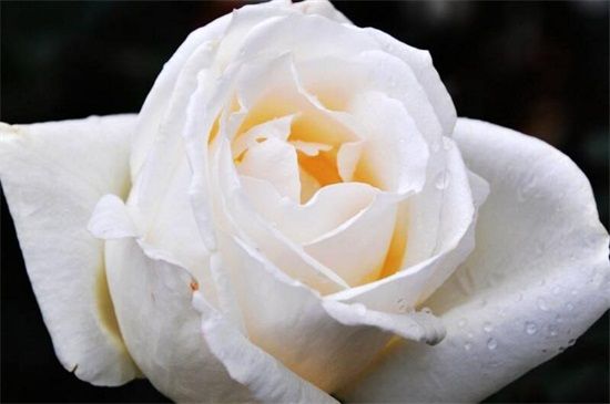 大花月季 ，四季开花各种各色，带花包发货，全国包邮死苗免费补