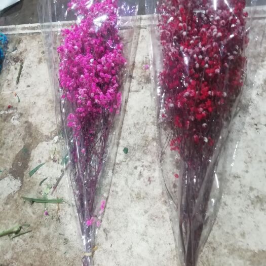 昆明满天星干花 