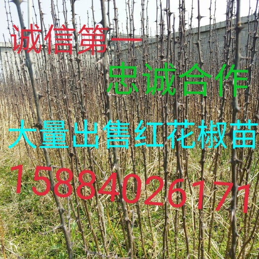 西昌市青花椒苗 诚信第一，忠诚合作