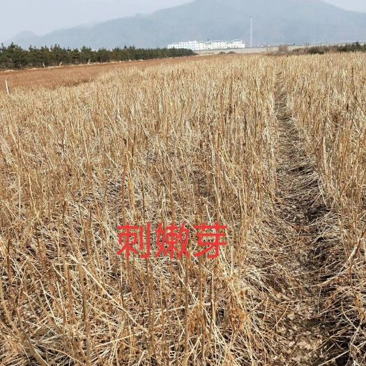 桓仁县刺嫩芽种苗新鲜直供辽宁省本溪市桓仁满族自治县蔬菜育苗基地直销