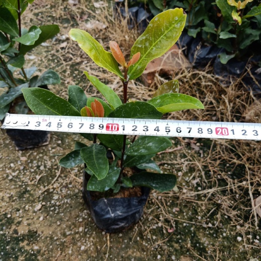 龙船花
