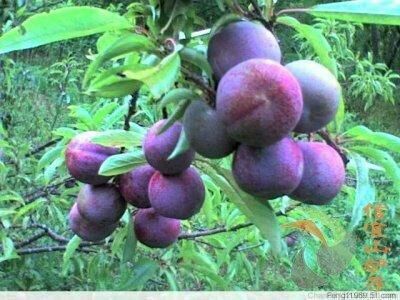 灵山县银妃三华李树苗 晚熟品种