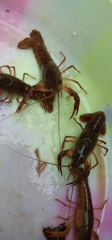南充小龙虾苗 