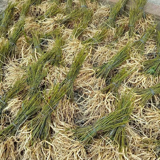 建宁县 黄花倒水莲种植，可享受国家林下种植补助。欢迎你可以考虑种植。