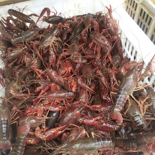 潜江潜江小龙虾 4-6钱 人工养殖 