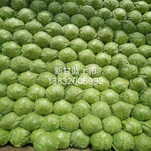 邯郸绿甘蓝 2.0~2.5斤