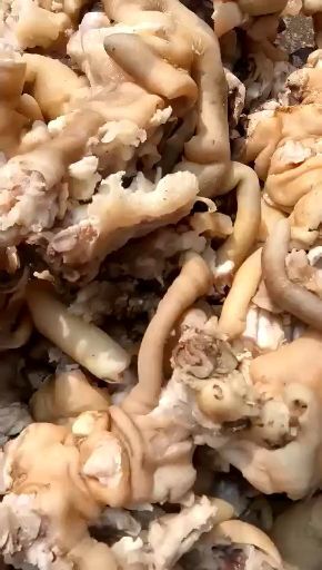 阳信县牛蹄筋 火烧毛全熟去骨牛蹄