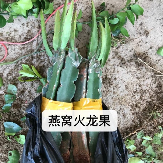 灵山县燕窝火龙果苗 