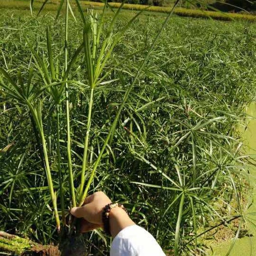 梧州旱伞草 营养袋苗苗，根系发达，成活率99%