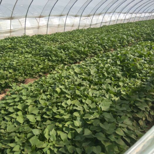 夏津县济薯26号红薯苗 常规种（一级） ≥99.5% ≥95%