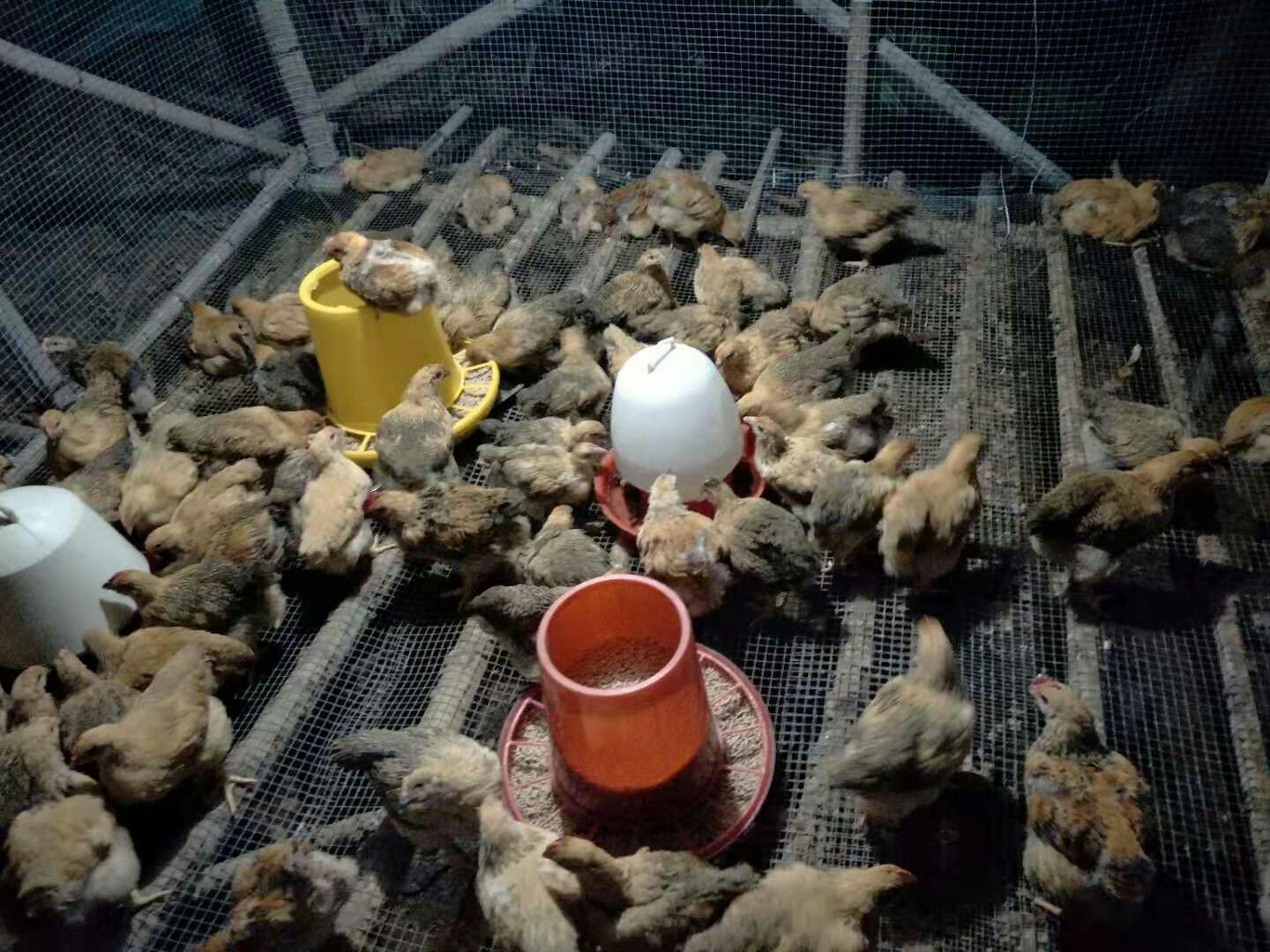 麻鸡苗 统货