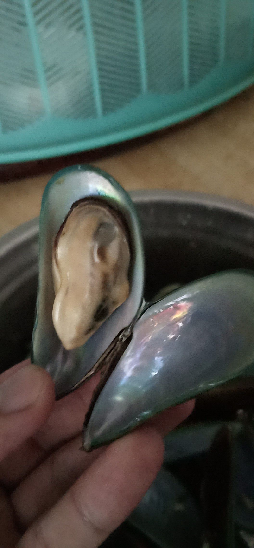 翡翠贻贝 
