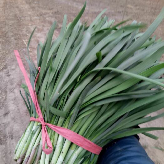 肃宁县平韭 头茬 30~35cm 