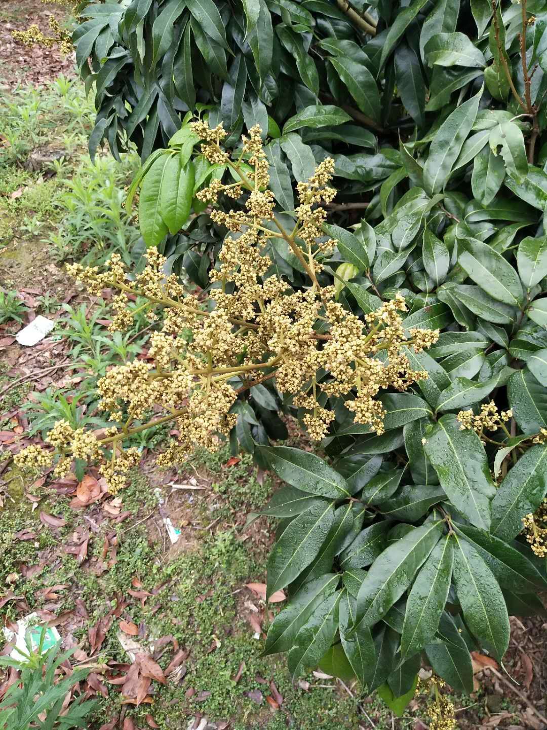 妃子笑荔枝苗 