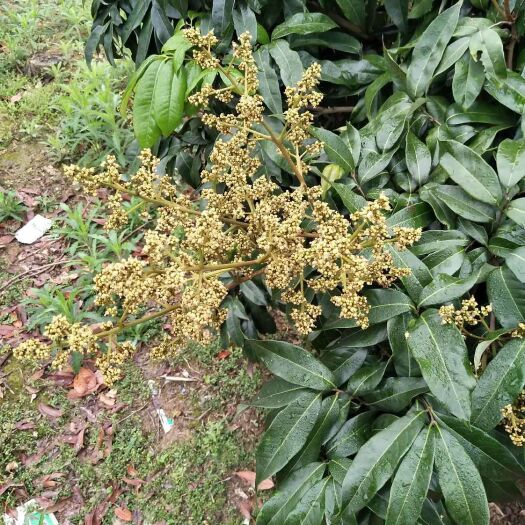 灵山县妃子笑荔枝苗 