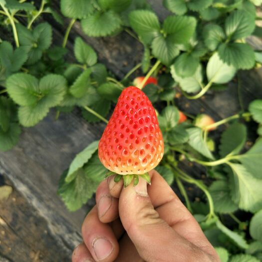 徐州奶油草莓 30克以上
