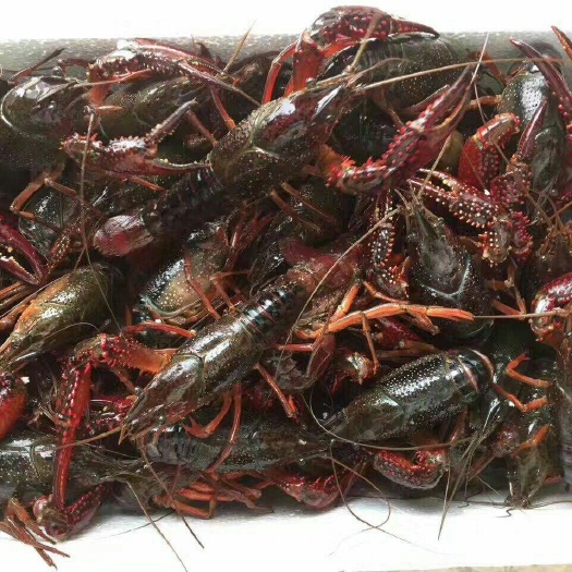 简阳市简阳小龙虾 4-6钱 人工养殖 