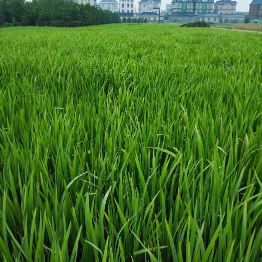 杭州水生鸢尾