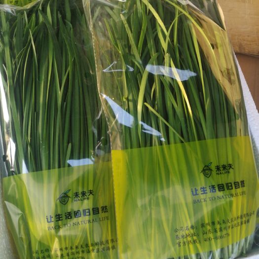 滨州平韭10号 二茬 35~40cm 
