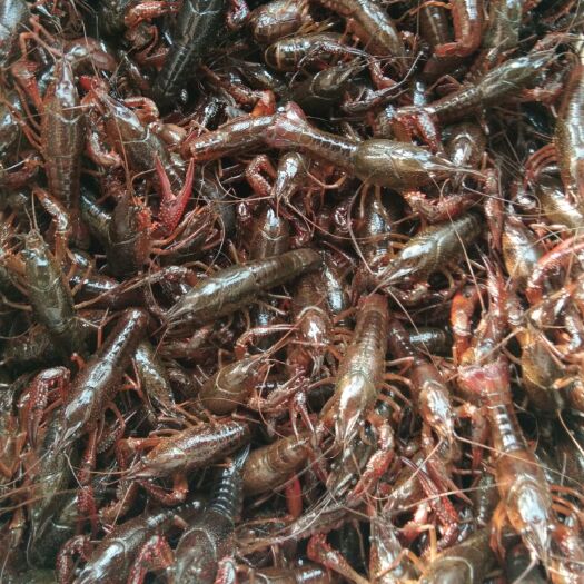 黄梅县中国小龙虾 6-8钱 人工养殖 