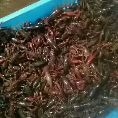 彭泽县龙虾苗 种虾65