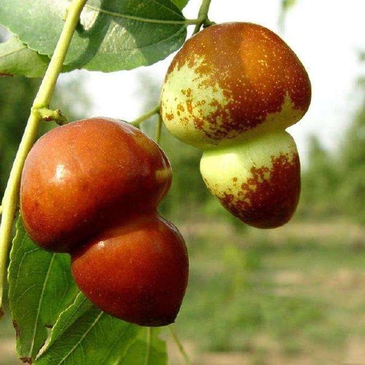 平邑县葫芦枣苗 