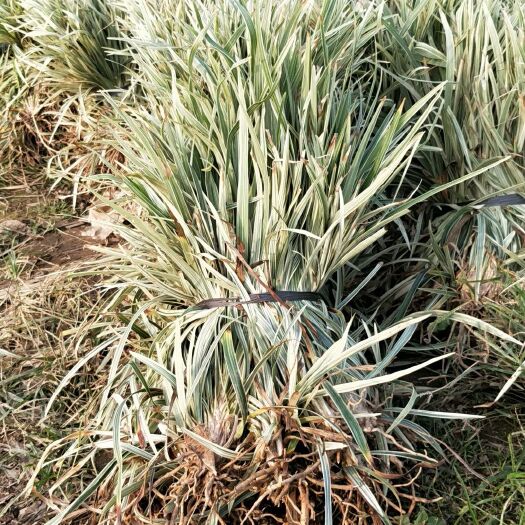 杭州银边草 银边麦冬 大量供应，基地认证