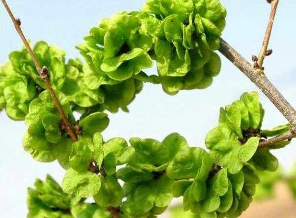 东明县槐树花 鲜货 