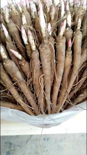 亳州赤芍种苗