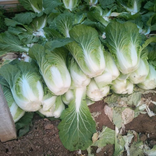 定州市玲珑黄心白菜  河北定州蔬菜基地直销，陆地，黄心白菜。