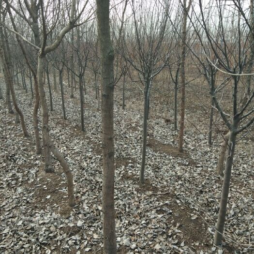 新沂市流苏树