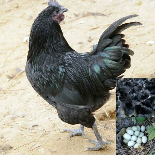 南宁五黑鸡苗 统货