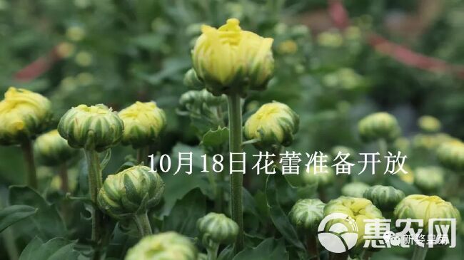  菊花苗金丝皇菊苗