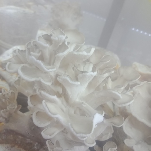 梁山县银耳菌种 