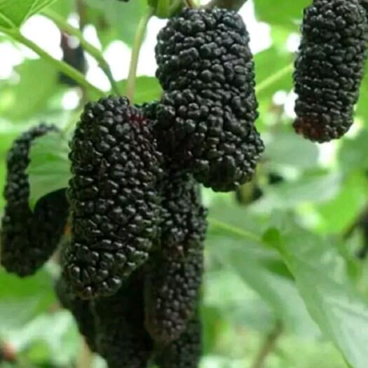 平邑县黑珍珠桑树苗 