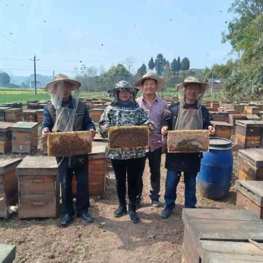 重庆市土蜂蜜 塑料瓶装 2年  