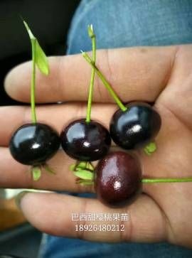 广州巴西甜樱桃苗 