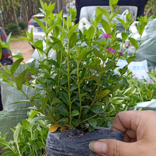 漳浦县满天星  雪茄花