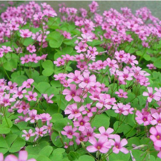 红花酢浆草